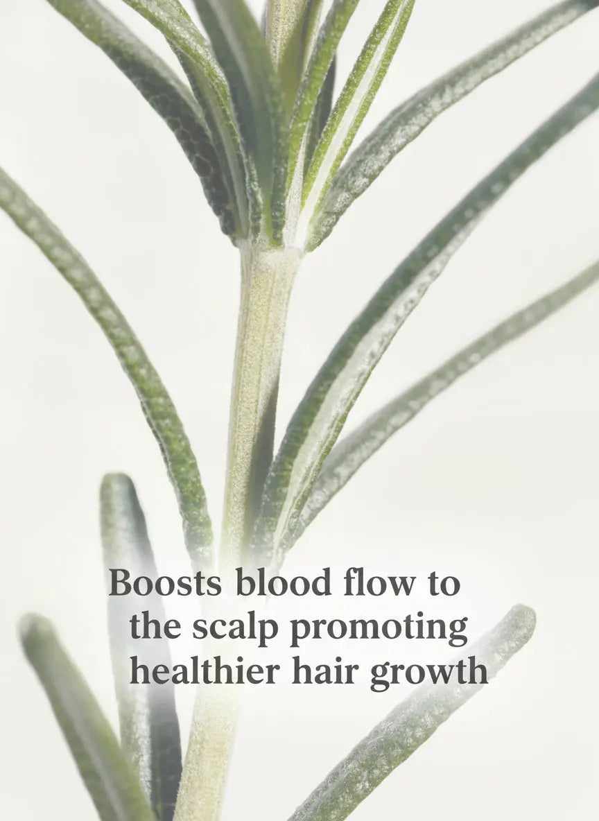 Aromatica Rosemary Root Enhancer: Natural Scalp Vitality for Stronger Hair Growth